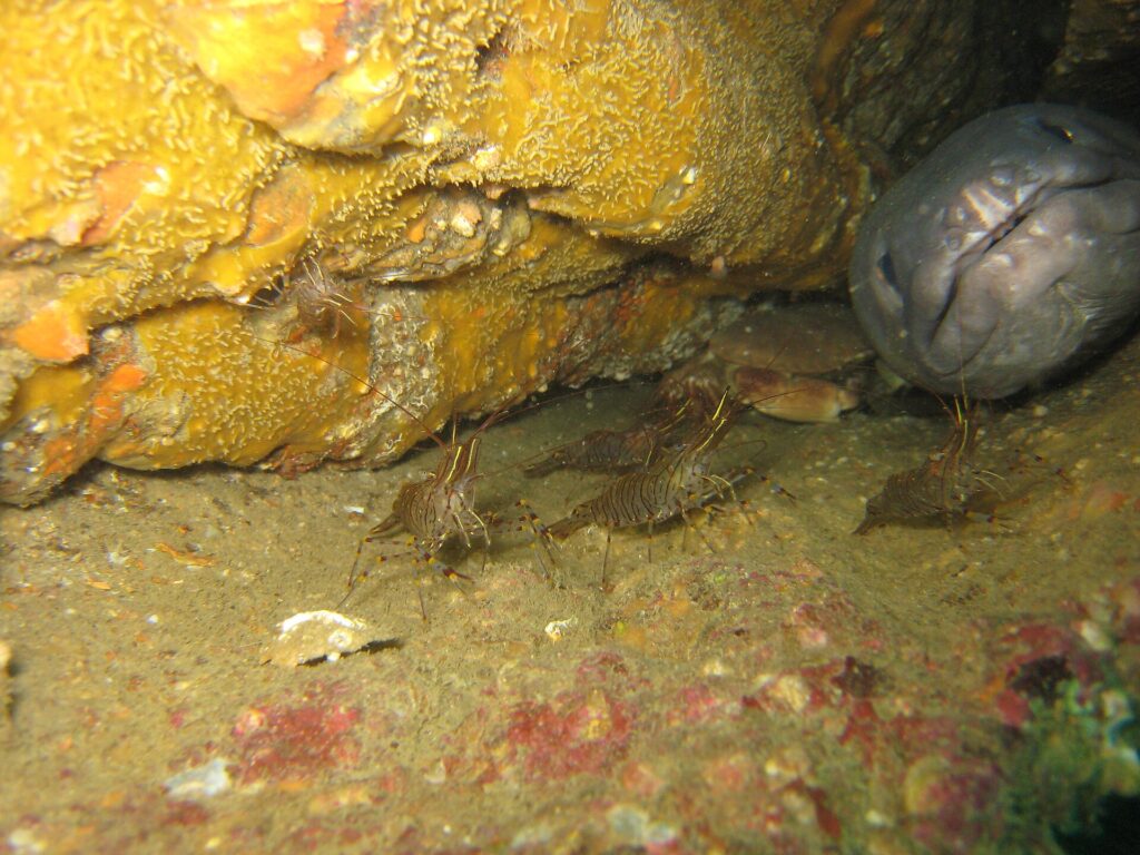 In a wreck, the big gray head of a conger eel, seen head-on, sticks out of a hole on the right, thick lips and mouth closed; in front of it, several brown-striped shrimp walk on the sediment and a crab sits in the shadow.