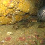 In a wreck, the big gray head of a conger eel, seen head-on, sticks out of a hole on the right, thick lips and mouth closed; in front of it, several brown-striped shrimp walk on the sediment and a crab sits in the shadow.