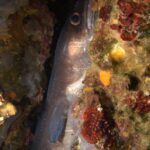 A conger eel upright in a crack lined with red algae and sponges, head up: smooth, scaleless gray-brown skin, large copper-ringed eye, thick upper lip, long gray pectoral fin and a row of small white dots along the flank.