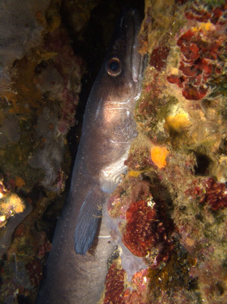 A conger eel upright in a crack lined with red algae and sponges, head up: smooth, scaleless gray-brown skin, large copper-ringed eye, thick upper lip, long gray pectoral fin and a row of small white dots along the flank.