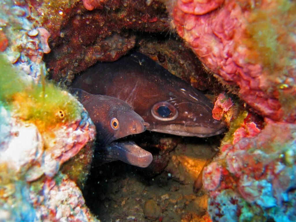 In a rock hole lined with red algae, two heads side by side: on the left a dark brown moray, mouth open and small orange-ringed eye; on the right a brown conger eel, with a large round eye and a long conical snout.