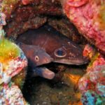 In a rock hole lined with red algae, two heads side by side: on the left a dark brown moray, mouth open and small orange-ringed eye; on the right a brown conger eel, with a large round eye and a long conical snout.