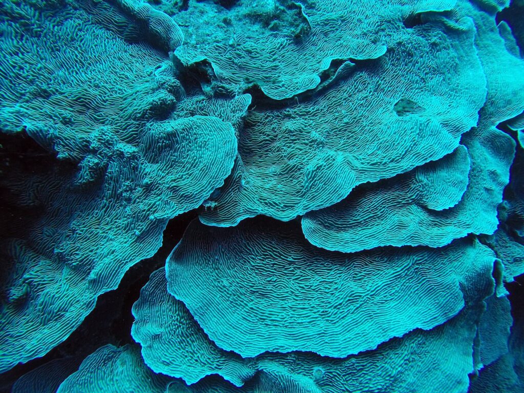 Close-up of turquoise leaf coral stacked like petals