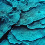 Close-up of turquoise leaf coral stacked like petals