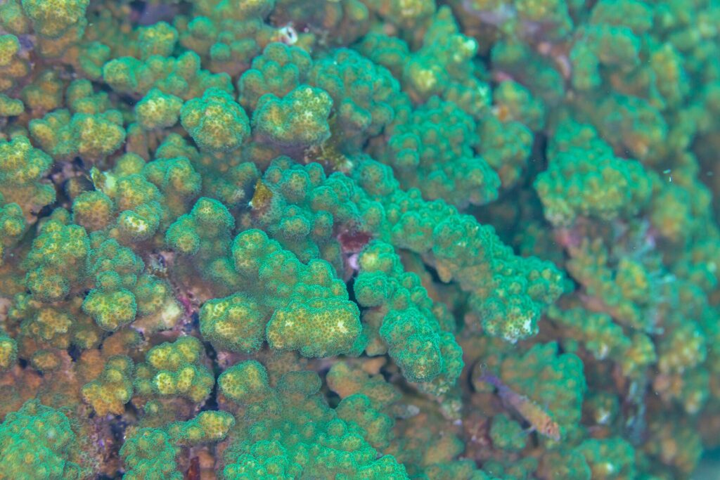 Close-up of green and brown Pocillopora coral branches with tightly packed polyps, on the Cabo Pulmo reef