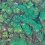 Close-up of green and brown Pocillopora coral branches with tightly packed polyps, on the Cabo Pulmo reef