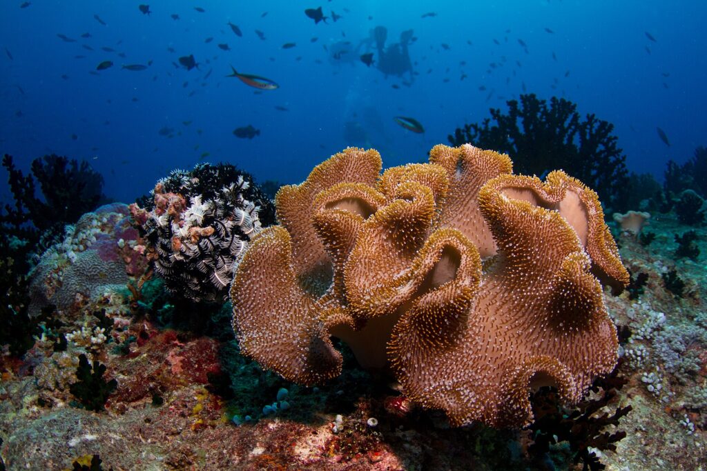 A large leather coral with beige lobes covered in polyps, next to a black and white feather star, with two divers silhouetted in the blue