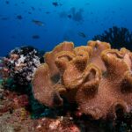 A large leather coral with beige lobes covered in polyps, next to a black and white feather star, with two divers silhouetted in the blue