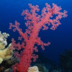 A red soft coral with open branches stands on the reef, against the deep blue