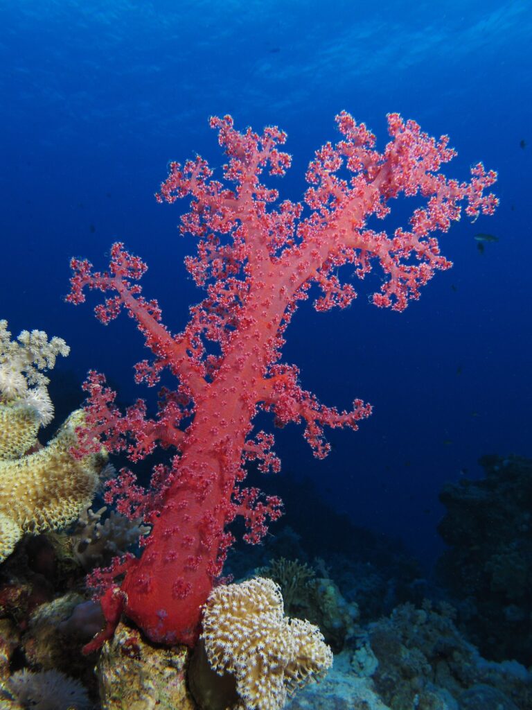 A red soft coral with open branches stands on the reef, against the deep blue