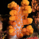 An orange soft coral with a translucent white trunk, bristling with clusters of polyps and lit by strobe against a black background, between an orange sponge and a pink soft coral.