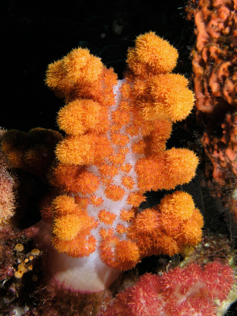 An orange soft coral with a translucent white trunk, bristling with clusters of polyps and lit by strobe against a black background, between an orange sponge and a pink soft coral.