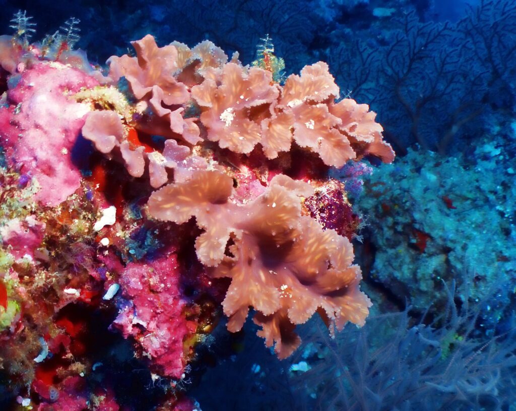 Salmon-pink soft corals in folded leaves on a wall covered in bright pink encrusting coral, with dark blue behind