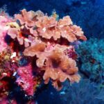 Salmon-pink soft corals in folded leaves on a wall covered in bright pink encrusting coral, with dark blue behind