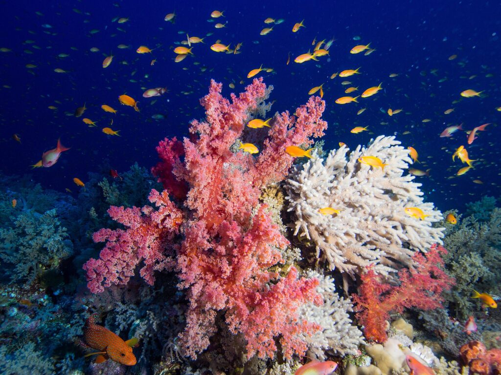 Pink soft corals and a white branching coral covered in orange anthias, a red grouper with blue spots at bottom left