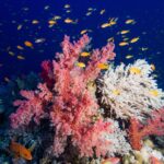 Pink soft corals and a white branching coral covered in orange anthias, a red grouper with blue spots at bottom left