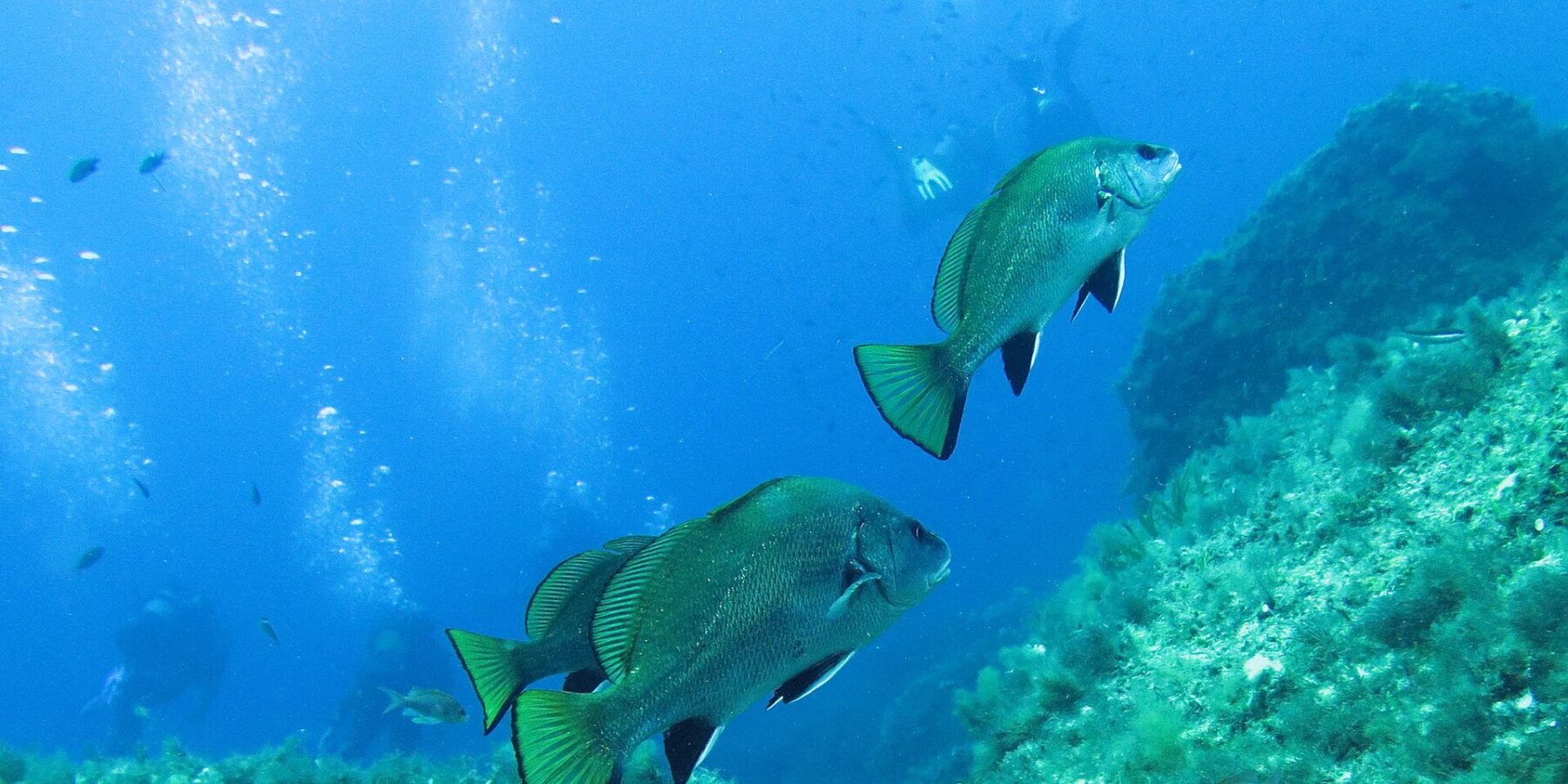 Three brown meagre swimming to the right in open blue water above a seaweed-covered rock wall: arched back, dark coloring with green glints, black pelvic and anal fins edged in white, square-cut yellow-green tail edged in black; divers and their bubbles in the distance.
