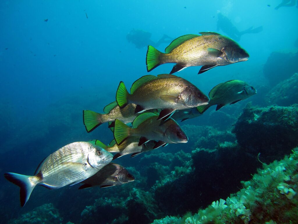 A group of brown meagre swimming to the right above seaweed-covered rocks, divers in the distance: finely scaled golden-brown coloring, yellow-green dorsal and tail fins edged in black, black pelvic and anal fins edged in white; a silvery seabream passes in the foreground.