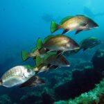 A group of brown meagre swimming to the right above seaweed-covered rocks, divers in the distance: finely scaled golden-brown coloring, yellow-green dorsal and tail fins edged in black, black pelvic and anal fins edged in white; a silvery seabream passes in the foreground.