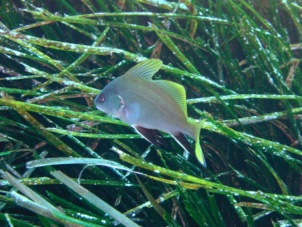 A young brown meagre swimming to the left above a Posidonia seagrass meadow: pale gray, finely speckled body, bright yellow dorsal fins and tail, black pelvic and anal fins edged in white.