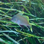 A young brown meagre swimming to the left above a Posidonia seagrass meadow: pale gray, finely speckled body, bright yellow dorsal fins and tail, black pelvic and anal fins edged in white.