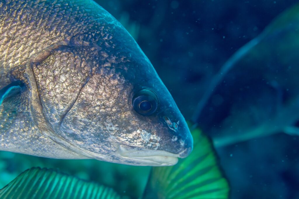 Close-up of the head of a brown meagre facing right: golden-brown scales with bronze glints, large dark eye, rounded snout and small low-set mouth with pale lips, no barbel, against a blurred blue-green background.