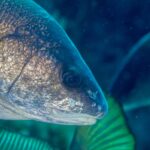 Close-up of the head of a brown meagre facing right: golden-brown scales with bronze glints, large dark eye, rounded snout and small low-set mouth with pale lips, no barbel, against a blurred blue-green background.