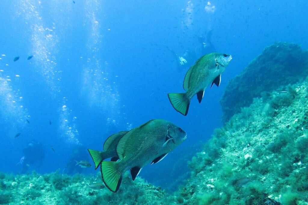Three brown meagre with a bronze-green sheen and black-edged fins swim above algae-covered rocks, in front of divers and their columns of bubbles in the blue.