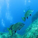 Three brown meagre with a bronze-green sheen and black-edged fins swim above algae-covered rocks, in front of divers and their columns of bubbles in the blue.
