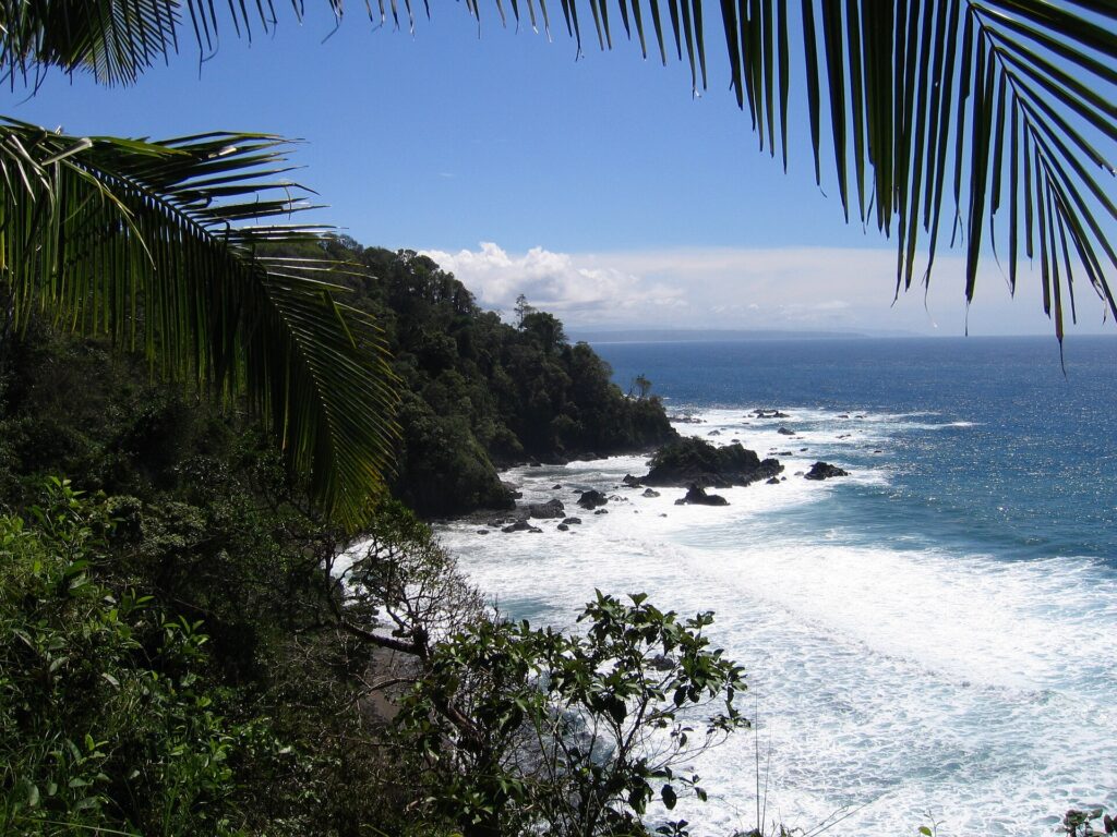 A plunging view framed by palm fronds: a headland covered in rainforest drops into the sea, waves break white on black rocks and a distant coast stands out on the horizon under a blue sky.