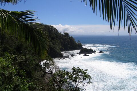 A plunging view framed by palm fronds: a headland covered in rainforest drops into the sea, waves break white on black rocks and a distant coast stands out on the horizon under a blue sky.