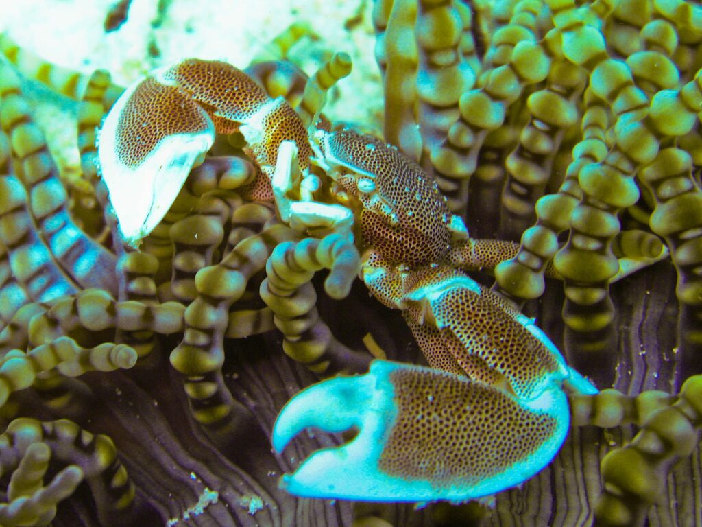 Close-up of a spotted porcelain crab, claws open, among the round-tipped tentacles of an anemone