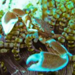 Close-up of a spotted porcelain crab, claws open, among the round-tipped tentacles of an anemone