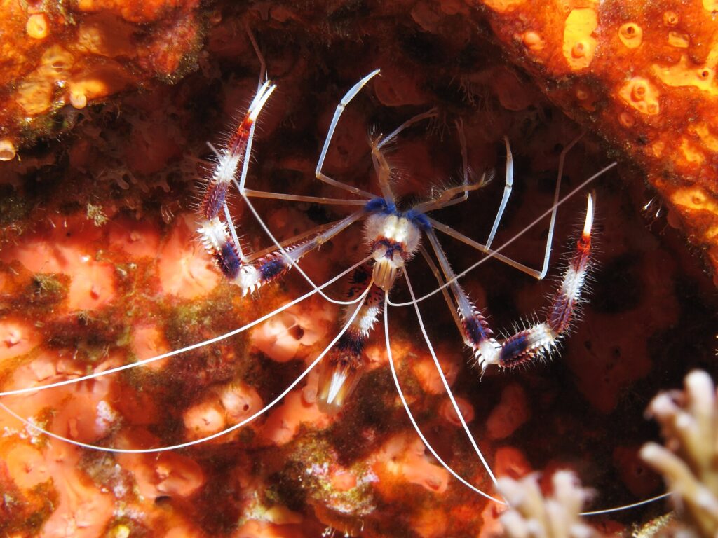 A banded coral shrimp seen from above, its claws striped red, purple and white, long white antennae spread, on a wall carpeted with orange sponges.