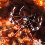 A banded coral shrimp seen from above, its claws striped red, purple and white, long white antennae spread, on a wall carpeted with orange sponges.
