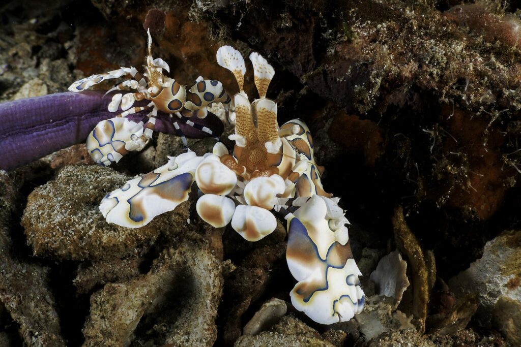 Two white harlequin shrimp spotted with brown and blue on the arm of a purple starfish, among coral rubble