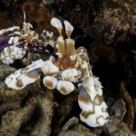 Two white harlequin shrimp spotted with brown and blue on the arm of a purple starfish, among coral rubble