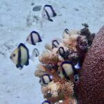 About ten white dascyllus with two black bands grouped above a pink branching coral, next to a large brown massive coral, on pale sand