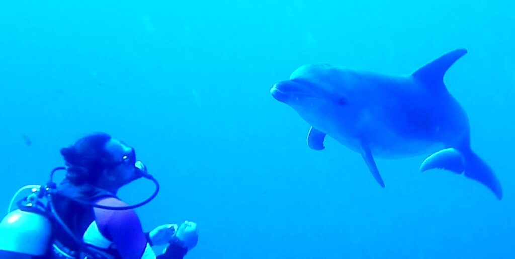 A bottlenose dolphin approaches a motionless diver head-on, in intense blue water