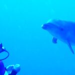 A bottlenose dolphin approaches a motionless diver head-on, in intense blue water