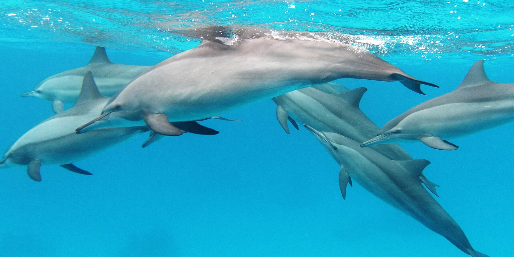 A group of six spinner dolphins swimming below the surface in turquoise water, in the Red Sea