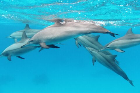 A group of six spinner dolphins swimming below the surface in turquoise water, in the Red Sea
