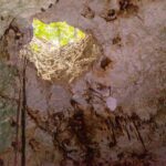 View from the water toward a round opening in the cenote ceiling, green jungle outside, hanging roots and stalactites on the white vault