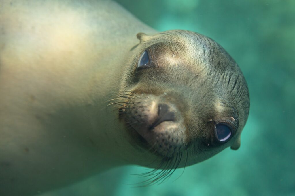 Close-up of the head of a young California sea lion looking into the lens, snout forward, pale whiskers, in turquoise water