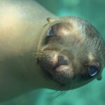 Close-up of the head of a young California sea lion looking into the lens, snout forward, pale whiskers, in turquoise water
