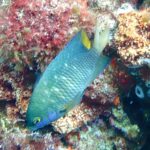 A blue-green jewel damselfish speckled with bright blue dots, with a yellow tail, hanging head down in front of a rock covered in red algae