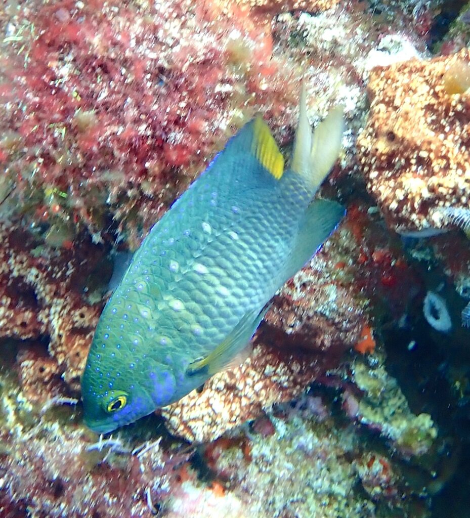 A blue-green jewel damselfish speckled with bright blue dots, with a yellow tail, hanging head down in front of a rock covered in red algae