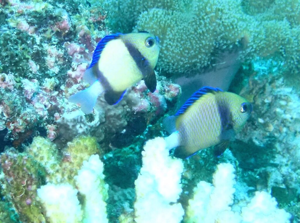Two pale yellow dascyllus with a black band and blue fins in front of a white coral and pink encrusting corals, in green water