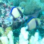 Two pale yellow dascyllus with a black band and blue fins in front of a white coral and pink encrusting corals, in green water
