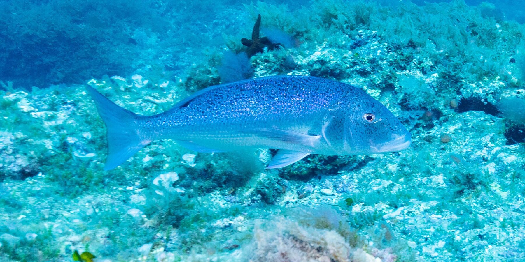 A common dentex swimming in profile to the right above a seaweed-covered rocky bottom: oval, elongated body, bluish gray with pink glints, scattered with small black spots on the back and flanks, large head with a rounded profile and forked tail.
